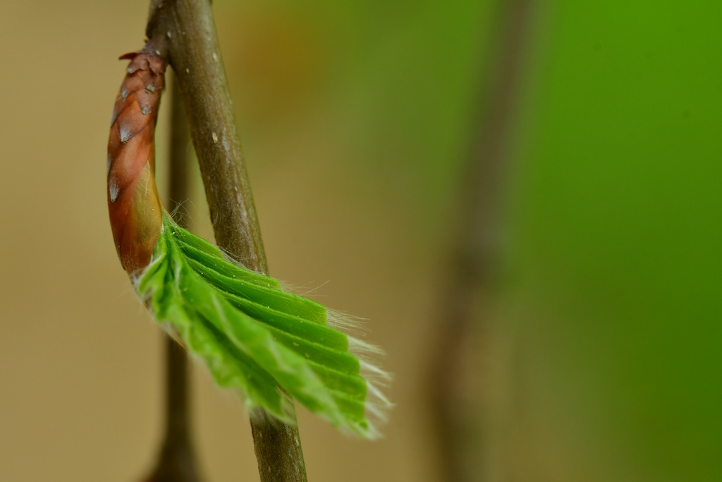 Berlin/Botanischer Garten/DSC_1145.JPG